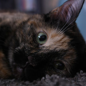 Meet your Posher, Jenna